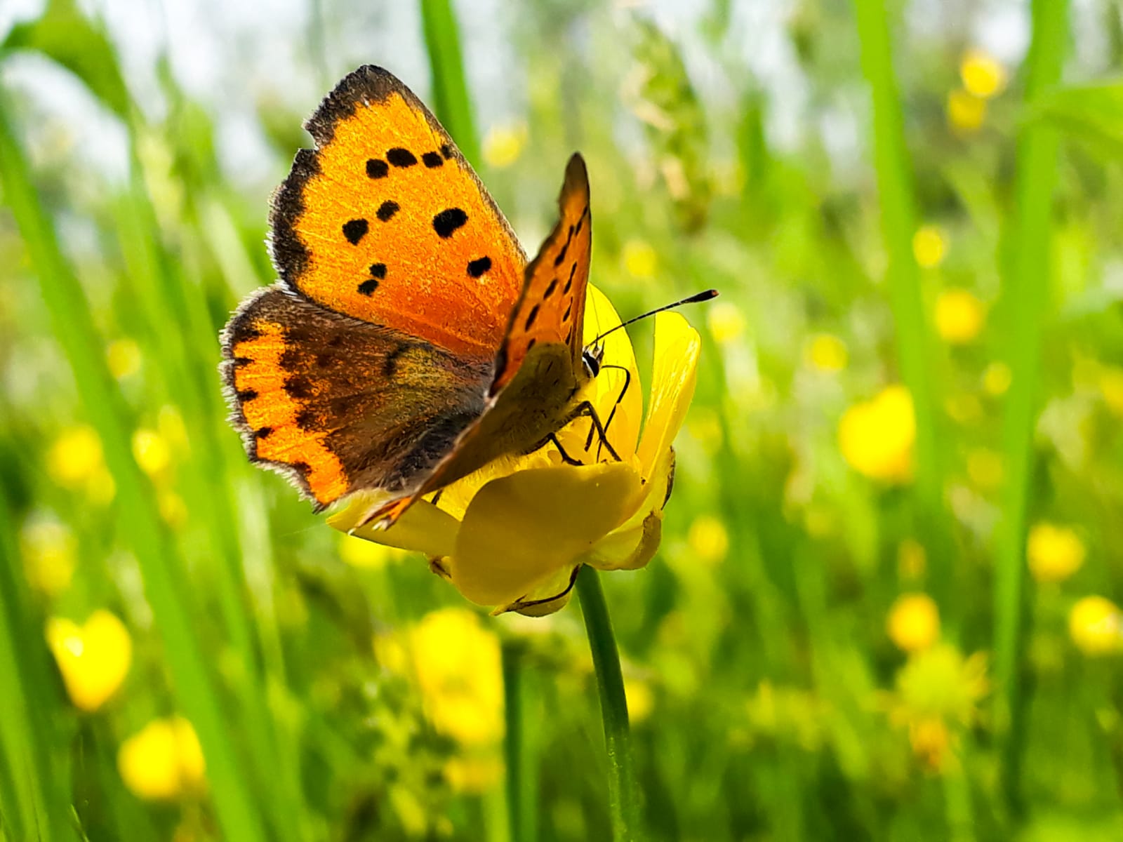 Lycaena dispar?  No, Lycaena phlaeas, maschio